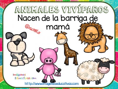 Tipos de animales claseficación (8)