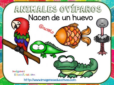 Tipos de animales claseficación (9)