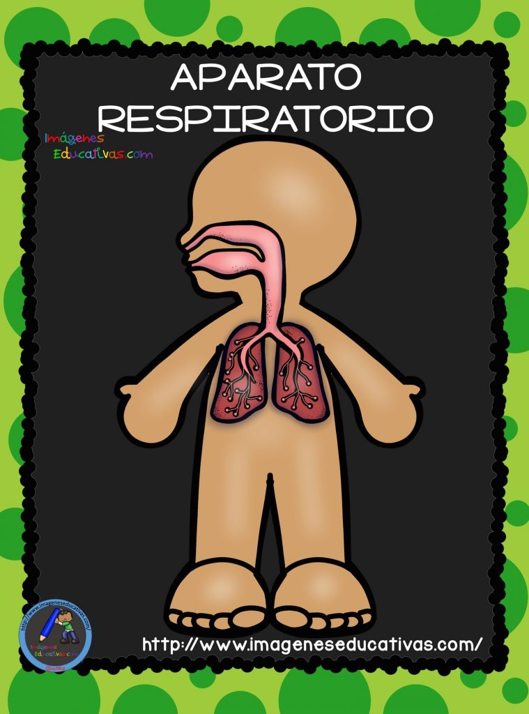 El Cuerpo Humano Aparatos Y Sistemas Para Primaria 8 Imagenes