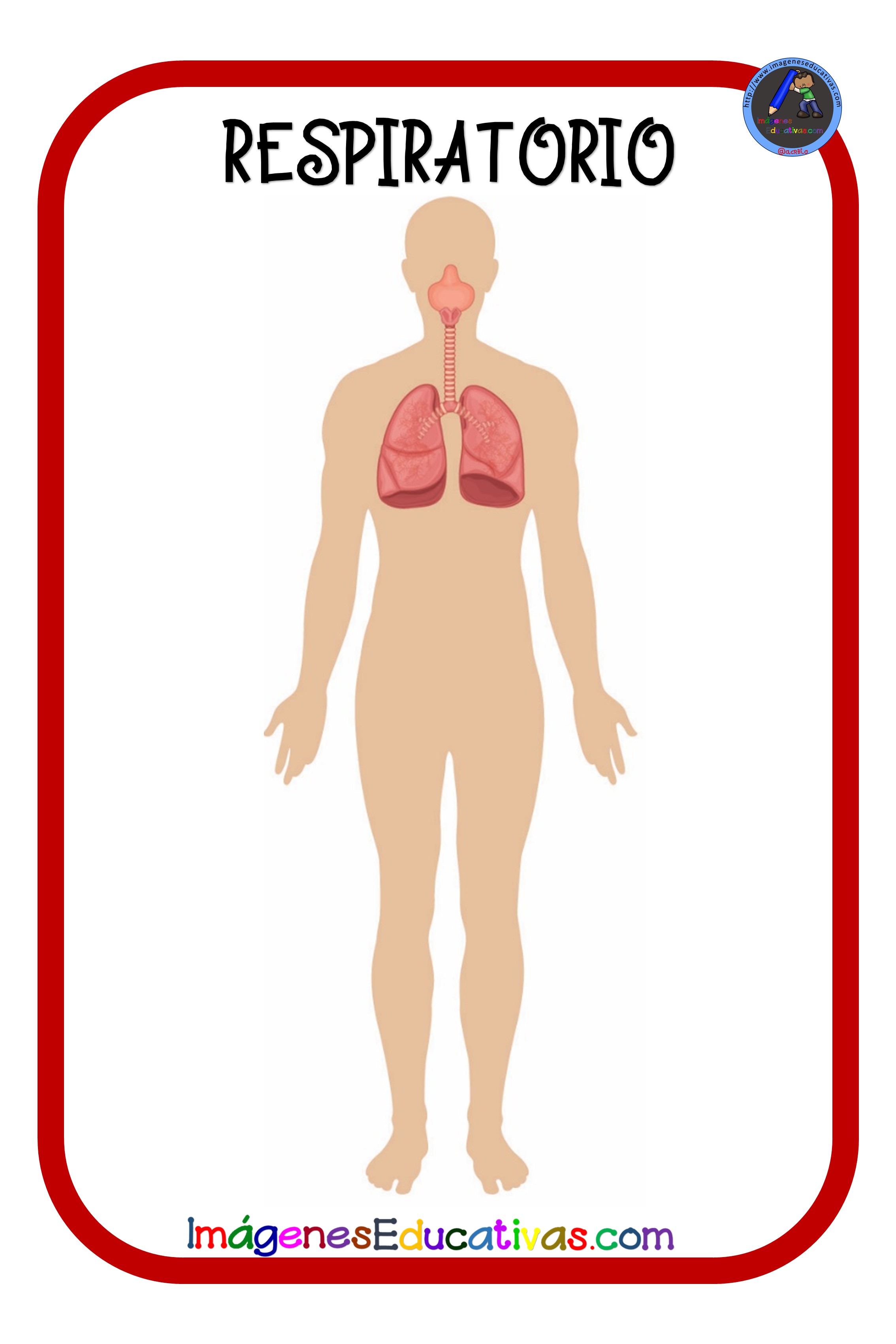 L Minas Cuerpo Humano Primaria Imagenes Educativas